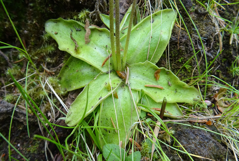 Pinguicula leptoceras  (Lamiales - Lentibulariaceae)
